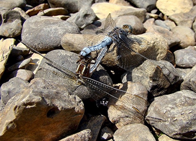 keeled skimmer